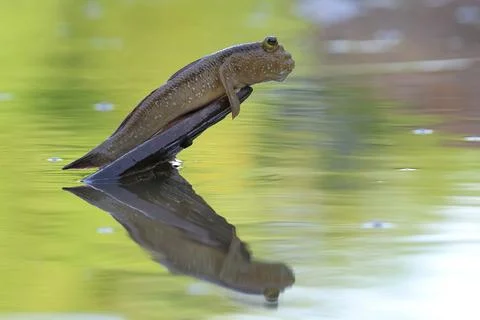 Giant mudskipper Stock Photos