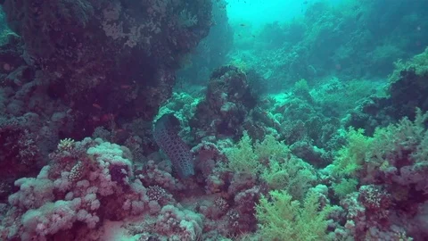 Giant Murey eel and Scorpion fish Stock Footage