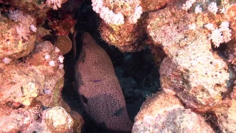 Giant Murey eel Vidéo 78209704