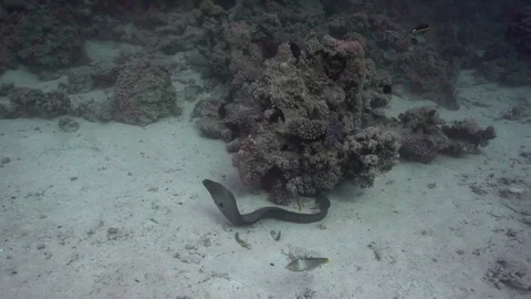 Giant Murey eel (Gymnothorax javanicus) Video stock 78588016