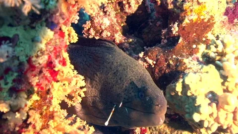 Giant Murey eel with the hook  in its mouth. Vidéo 78209703