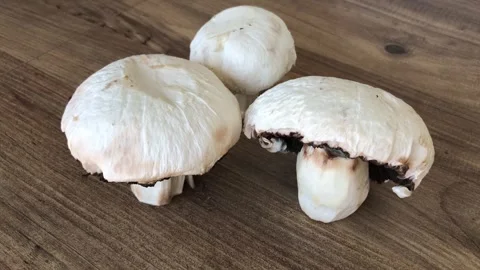 Giant mushroom close up view. Stock Footage 284724293
