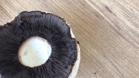 Giant mushroom close up view. 스톡 동영상 284724410