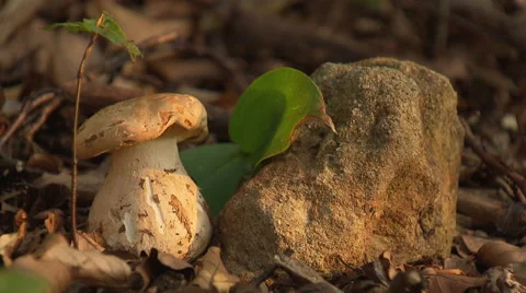 Giant mushroom in the forest Stock Footage 59318061
