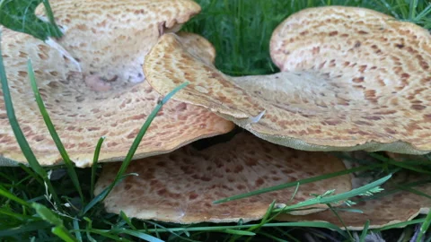 Giant mushroom in the forest Stockbeeldmateriaal 196921008