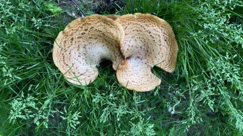 Giant mushroom in the forest 库存影片 196921021