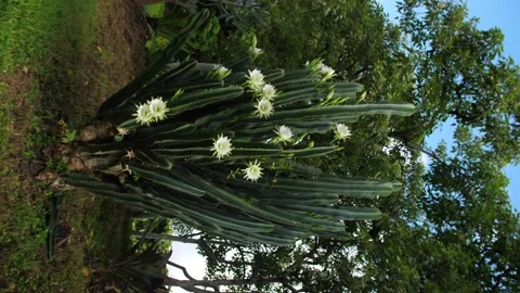 Giant night-flowering cactus 'queen of t... Stock Video Pond5