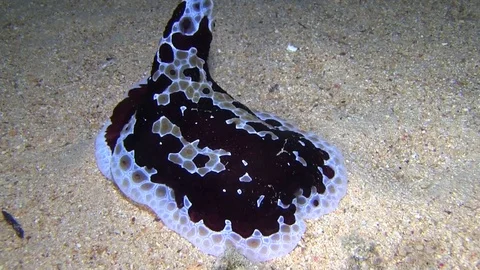 Giant nudibranch in the night Video stock 78239147