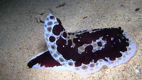 Giant nudibranch in the nihgt Video stock 78207042
