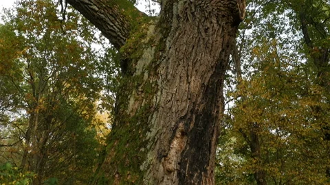 Giant oak centennial tree Stock Footage 148537120