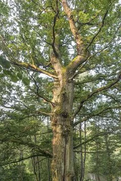 Giant oak tree Foto stock