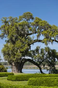 Giant Oak Tree Foto stock