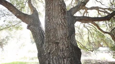 Giant Oak Tree slow pan left wide angle Video stock 36970324
