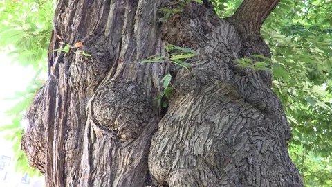 Giant Oak Tree Tilt Shot Stock Footage 79602283