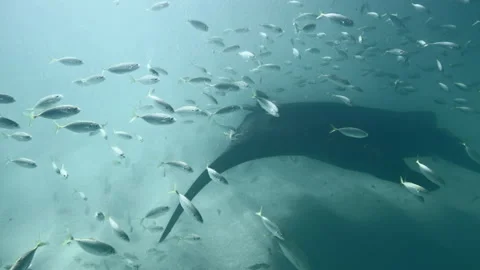 Giant Oceanic Manta Ray Approaching The Camera Surrounded By A Large Stock Footage 266780418
