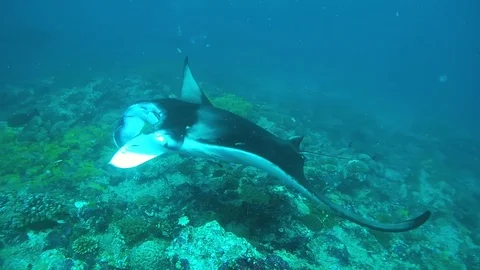 Giant oceanic manta ray (Manta birostris) cleaning station Stock Footage