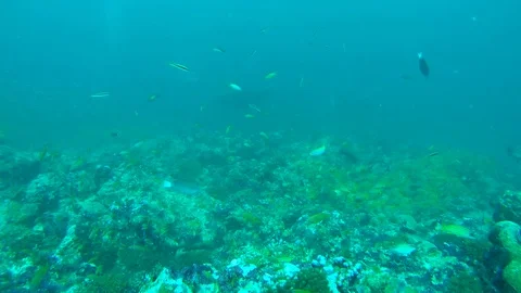 Giant oceanic manta ray (Manta birostris) in the cleaning station Stock Footage