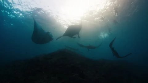 Giant oceanic manta rays or Mobula birostris slowly swim underwater near the 스톡 동영상 246329750