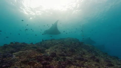 Giant oceanic manta rays or Mobula birostris slowly swim underwater near the 스톡 동영상 246330084