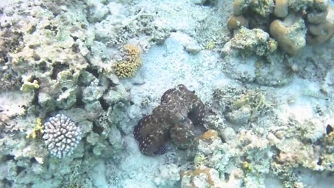  Giant Octopus Changes to Bright Red While Moving and Camouflages Under Coral –  Stock Footage 339537783
