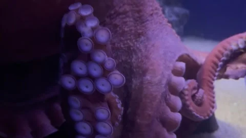 Giant octopus is stretching its tentacles in an aquarium in Japan Stock-Footage 317539996