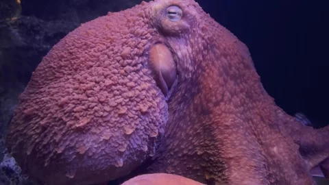 Giant octopus is stretching its tentacles in an aquarium in Japan Stock-Footage 317540010