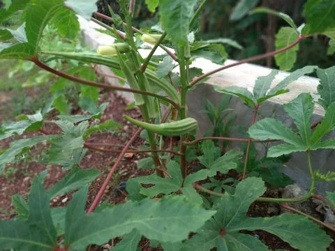 Giant Okra plants thrive in the fields Foto stock