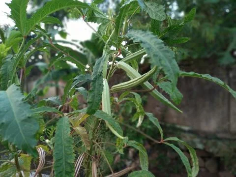 Giant Okra plants thrive in the fields. Also called Bendi Stock-Fotos