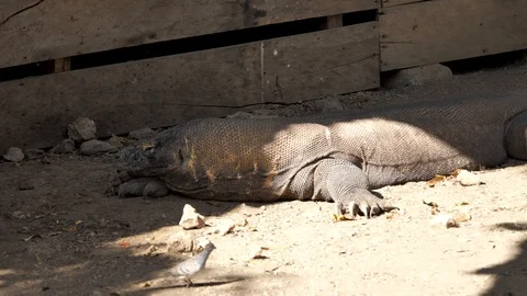 Slow Motion: Giant Komodo Dragon Walking | Stock Video | Pond5