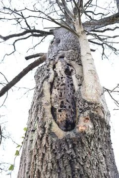Giant old tree Fotos Stock