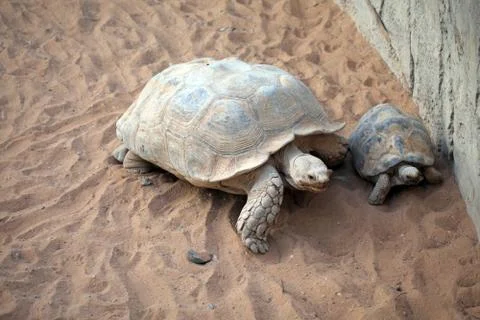 Giant old turtle on sand Foto stock