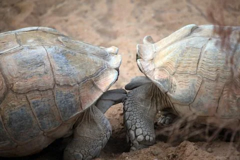Giant old turtle on sand Stock Photos