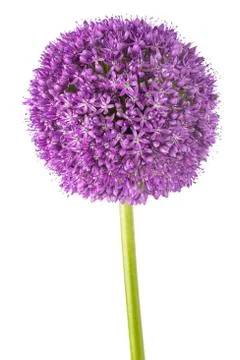 Giant onion Stock Photos