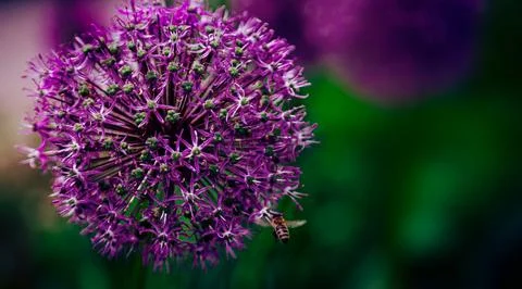 Giant onion Stock Photos