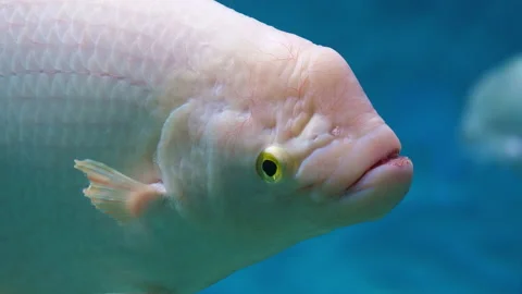 Giant or Osphronemus goramy. Large albino fish Video stock 169535608