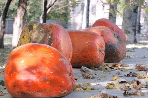 Giant Orange Pumpkins Stock Photos