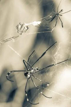Giant orb weaver spider in spider web in forest Brazil. Stock Photos