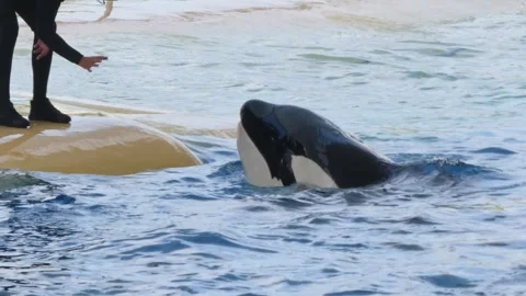 Giant Orca killer whale in captivity wai... | Stock Video | Pond5