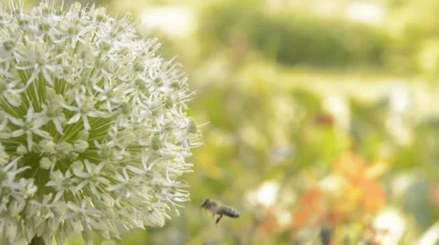 Giant ornamental onion with bee Stock Footage 44641776