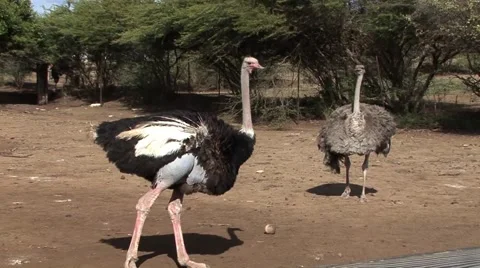 A Giant Ostrich in the sun Video stock 44456035