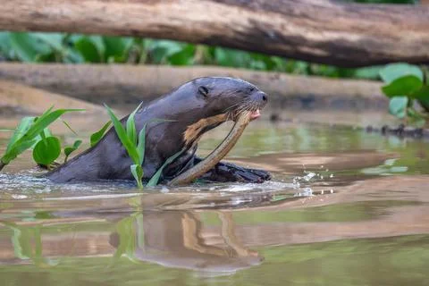 Giant Otter chewing on captured eel Stock Photos