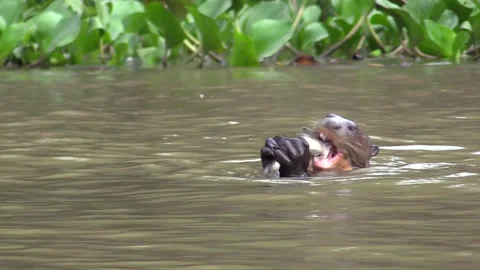 Giant Amazon River Otter Stock Footage Royalty Free Stock Videos Pond5