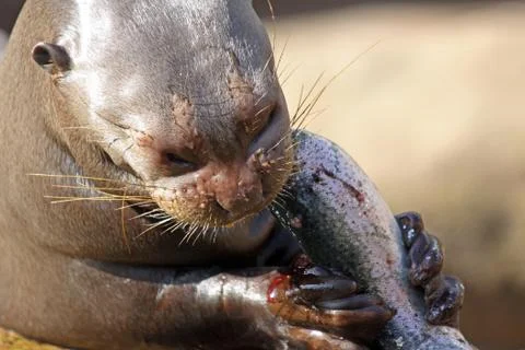Giant otter Stock Photos