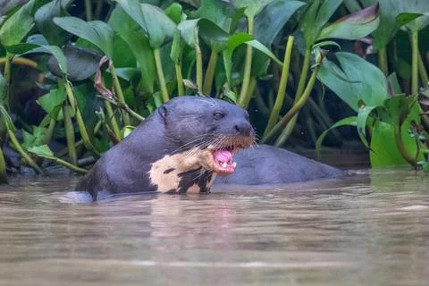 Giant otter vocalizing Stock Photos