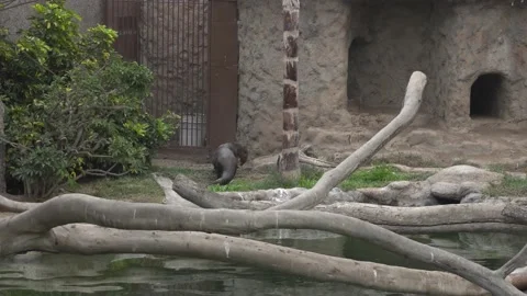 A giant otter walking through grass, stones and branches in the Huachipa zoo in 스톡 동영상 158240751