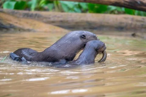 Giant otters with captured eel. Stock Photos