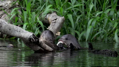 Giant Otters Sharing Fish Oxbow Lake Medium Shot Peru South America Stock Footage 130598625