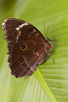 Giant Owl Butterfly In Amazon Rainforest Stock Photos