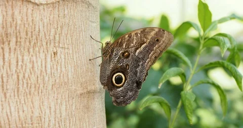 Giant Own Butterfly Stock Footage 124993387