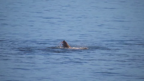 Giant pacific octopus being swallowed by a harbor seal in the ocean Stock Footage 337729779